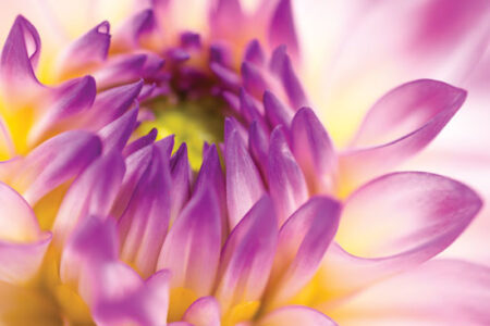 Beware the Dahlia Image